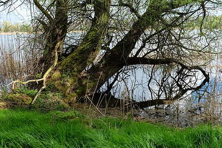 old-pasture-tree-old-nature-thumb