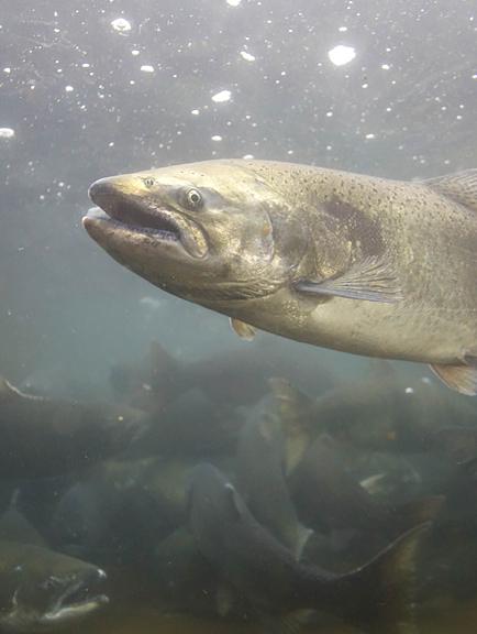 Pengukuran Kadar Oksigen Terlarut Pada Habitat Ikan Salmon