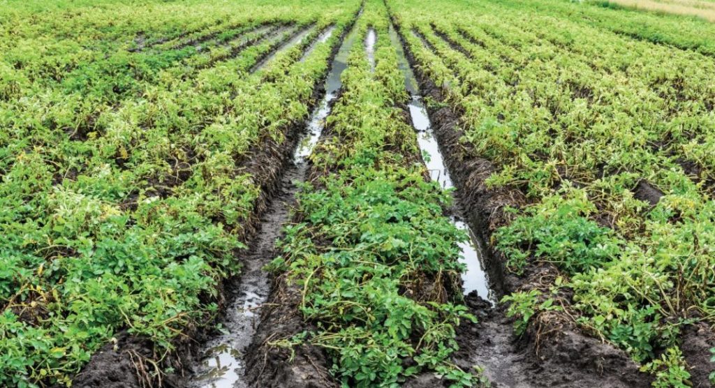 Peranan Kelembaban Bagi Pertumbuhan Tanaman