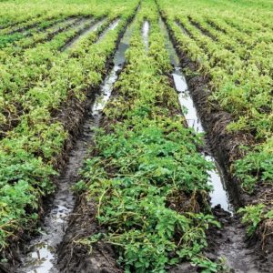 Peranan Kelembaban Bagi Pertumbuhan Tanaman