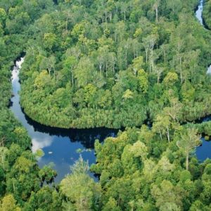 Apa Itu Ekosistem Lahan Gambut Dan Bagaimana Cara Menjaganya