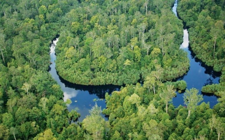 Apa Itu Ekosistem Lahan Gambut Dan Bagaimana Cara Menjaganya