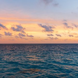 Memantau Penyerapan Karbon di Habitat Rumput Laut Dengan Data Logger