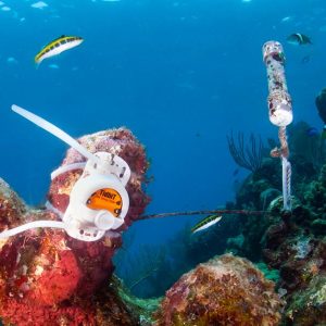 Monitoring Suhu Bawah Air untuk Melestarikan Ekosistem Terumbu Karang