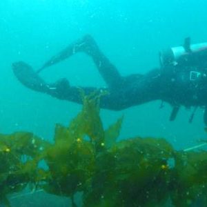 HOBO Water Level Membantu Pemantauan Ekologis Untuk Pemulihan Kelp di Puget Sound