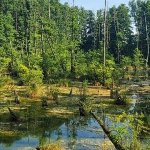 Tentang Lahan Gambut Definisi, Fungsi, dan Manfaatnya
