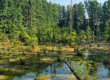 Tentang Lahan Gambut Definisi, Fungsi, dan Manfaatnya