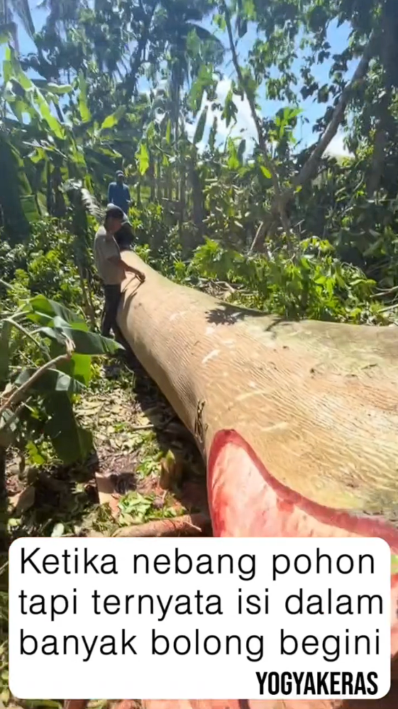 pohon keropos di dalam