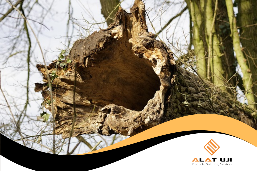 pohon keropos di dalam